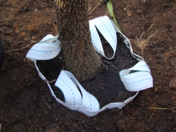 Cordyline em Bag