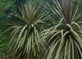 Dracena Indivisa Roxa