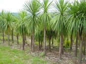 Dracena Indivisa